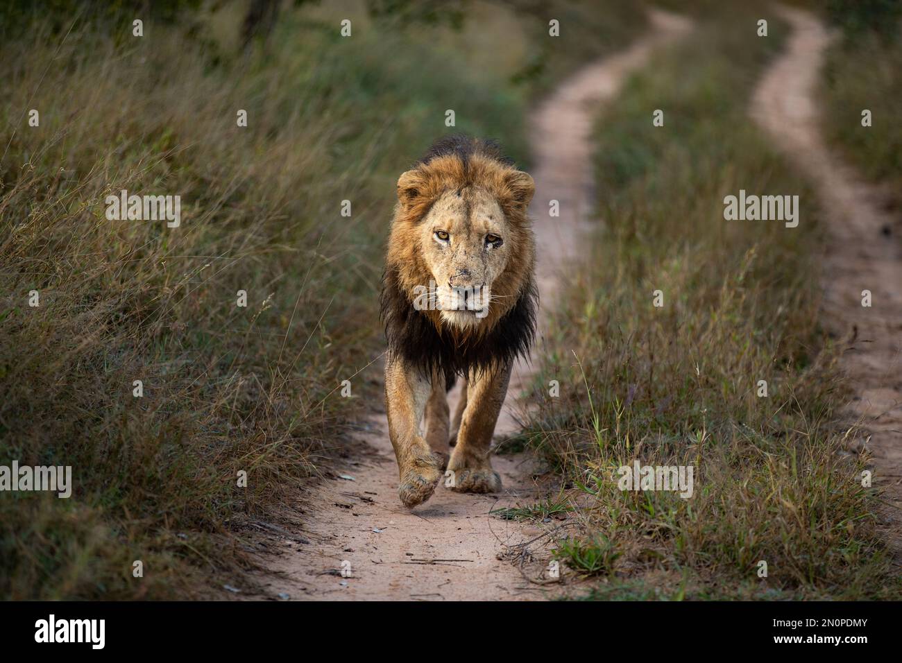 Un leone maschio, Panthera leo, cammina lungo una strada, davanti. Foto Stock