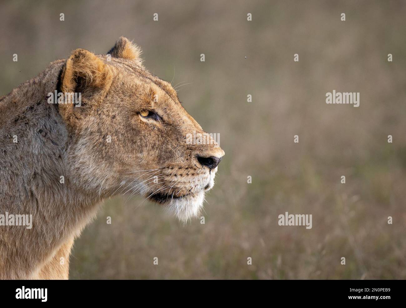 Una leonessa, Panthera leo, profilo laterale stare. Foto Stock