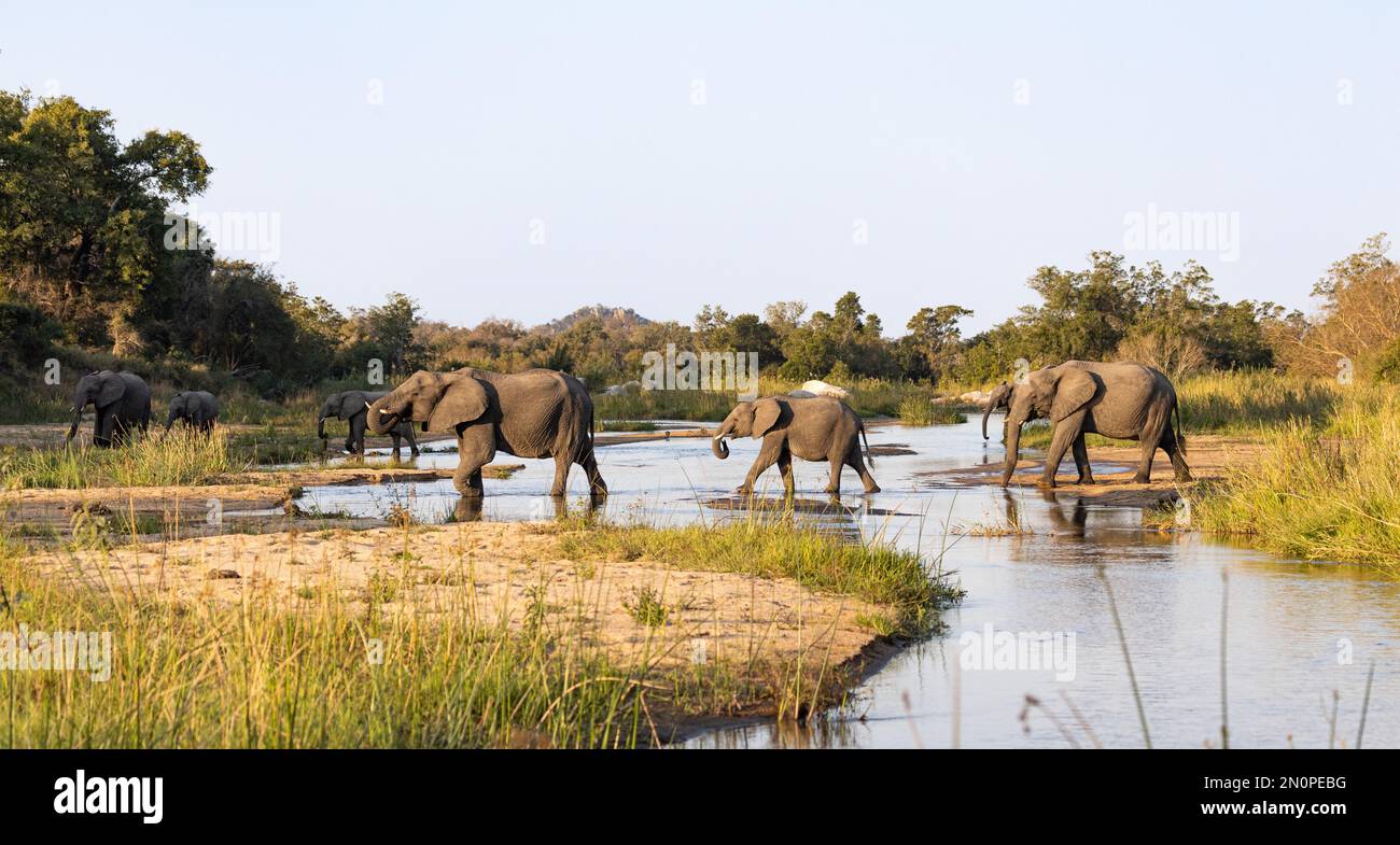 Una mandria di elefanti, Loxodonta africana, cammina attraverso un letto del fiume. Foto Stock