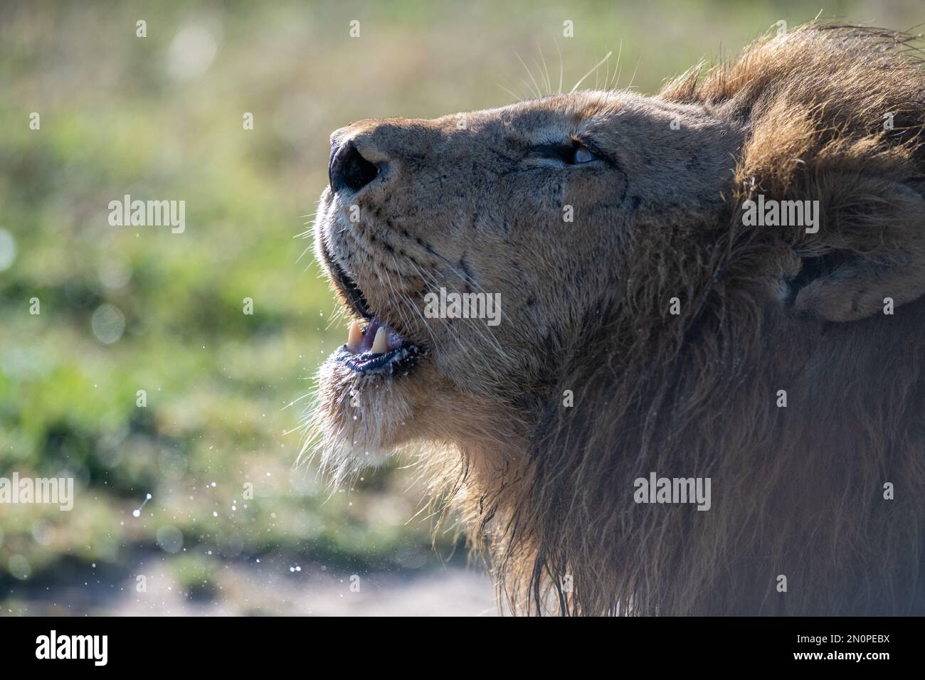 Un leone maschio, Panthera Leo, ruggisce, profilo laterale. Foto Stock