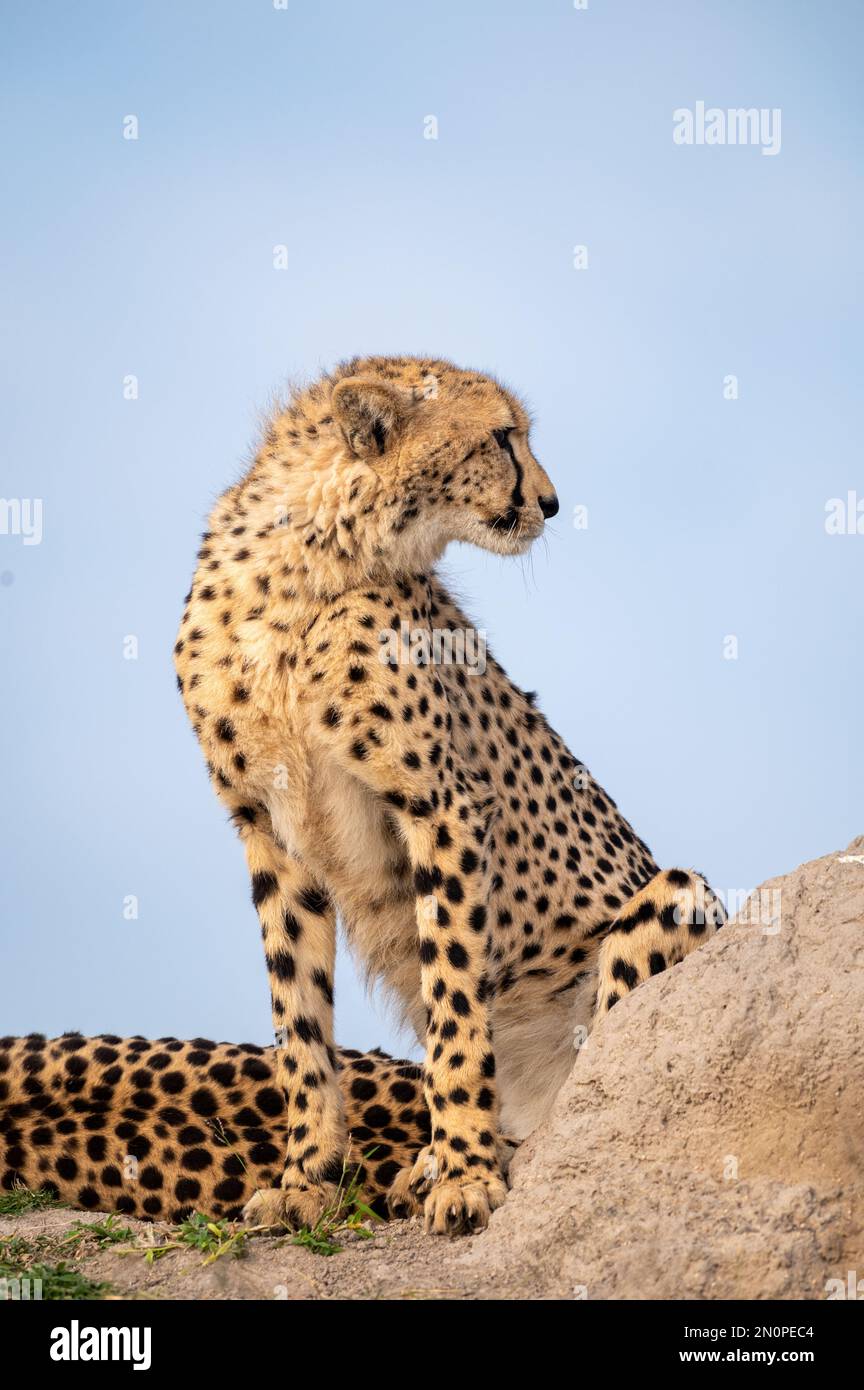 Un profilo laterale di un ghepardo giovane, Acinonyx jubatus. Foto Stock