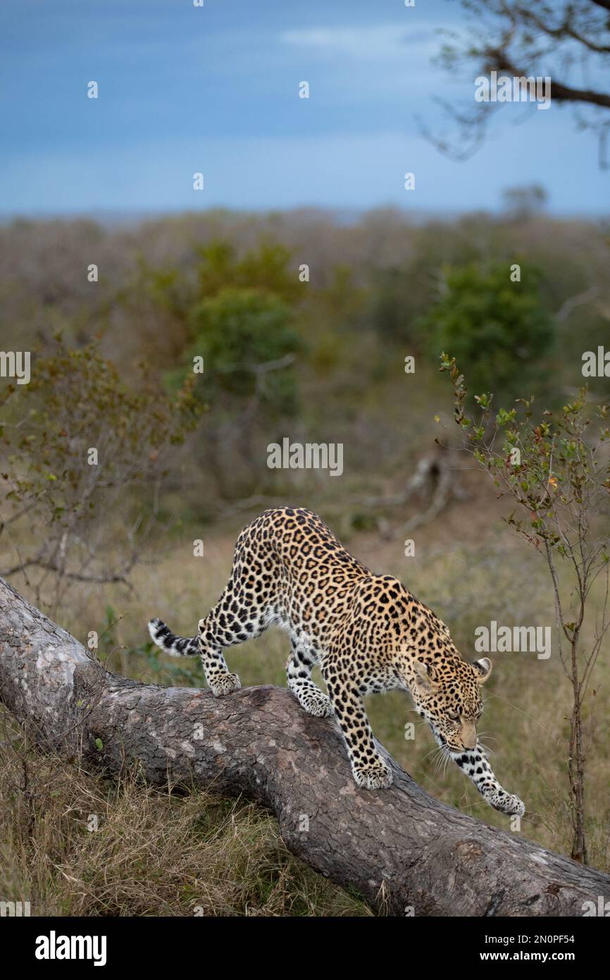 Panthera Pardus Foto Stock