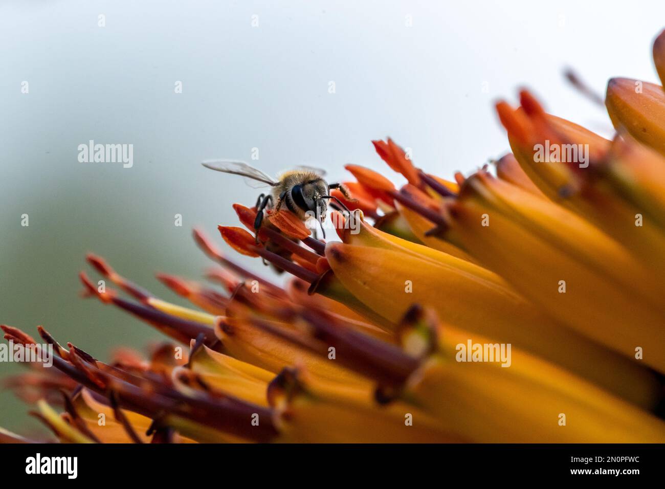 Una mosca di volo, Syrphidae, fonti nettare da un fiore di aloe, Aloe maculata. Foto Stock