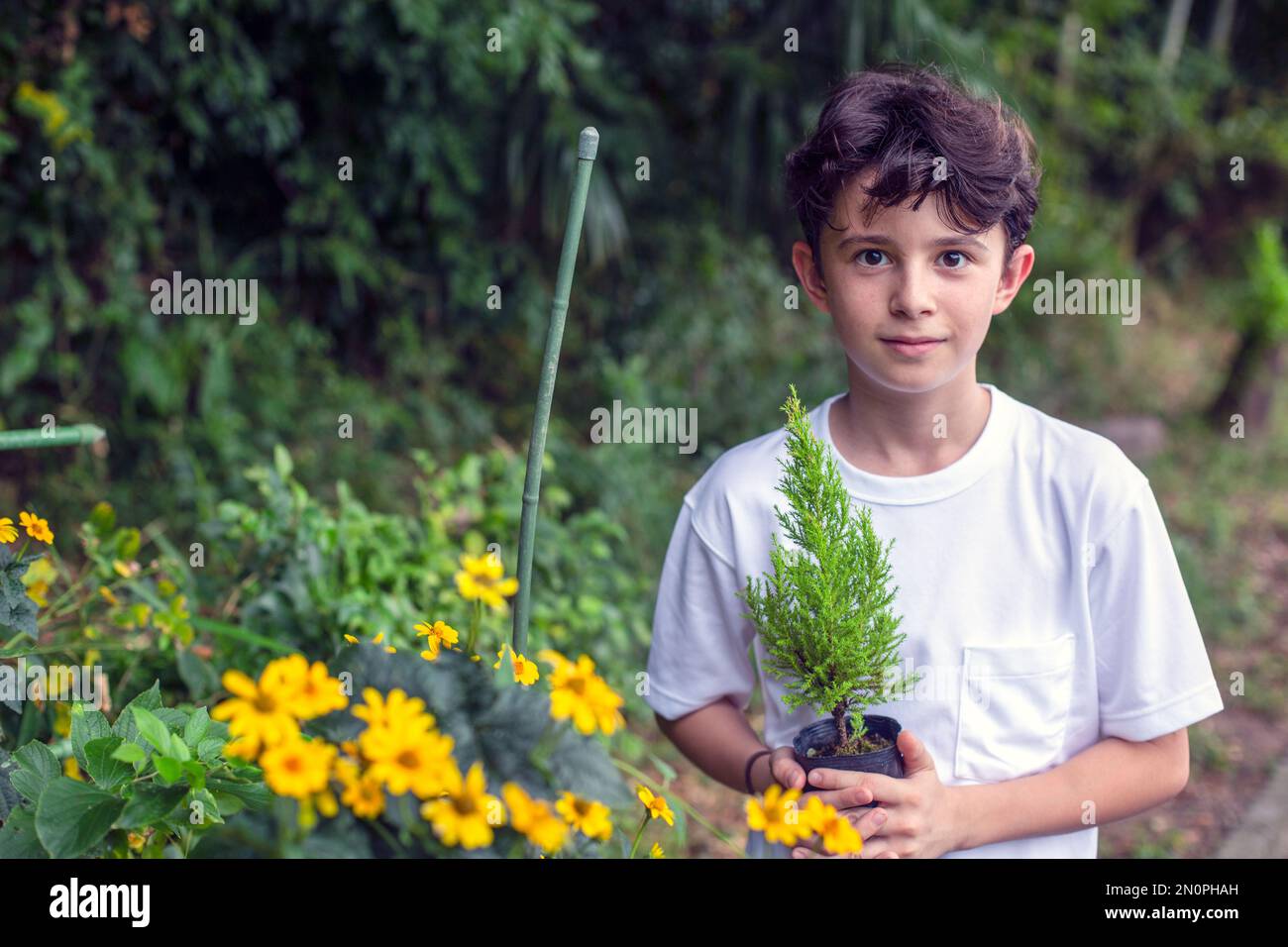 Un ragazzo che tiene un piccolo albero che si insaputa in una pentola, in piedi in un giardino. Foto Stock