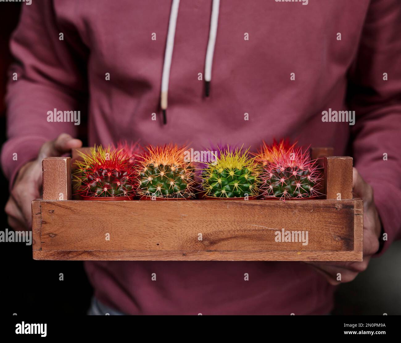 Primo piano di un uomo che tiene un vassoio di cactus colorati Foto Stock