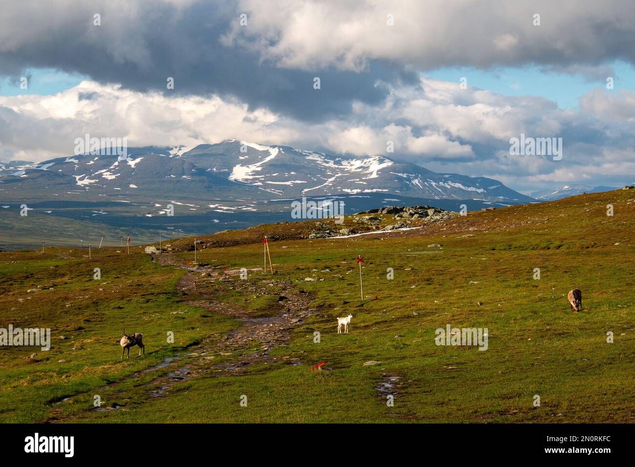 Tre renne accanto alla stazione del monte Blahammaren con il massiccio montano di Sylarna dietro, Jammtland, Svezia Foto Stock