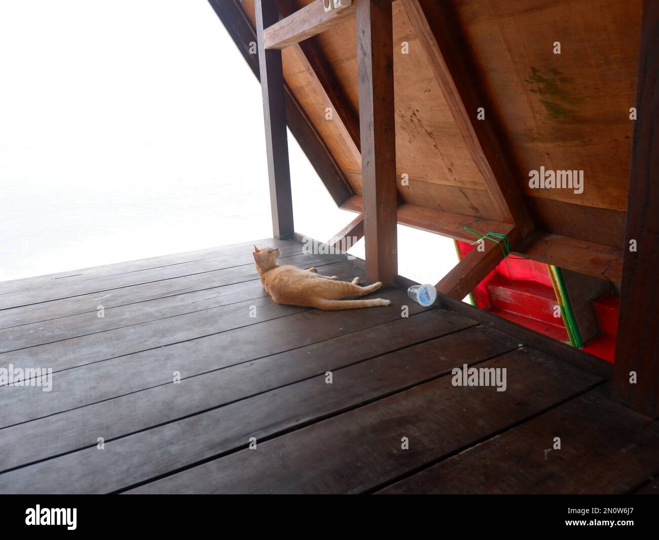 Il gatto giaceva sul pavimento di legno Foto Stock