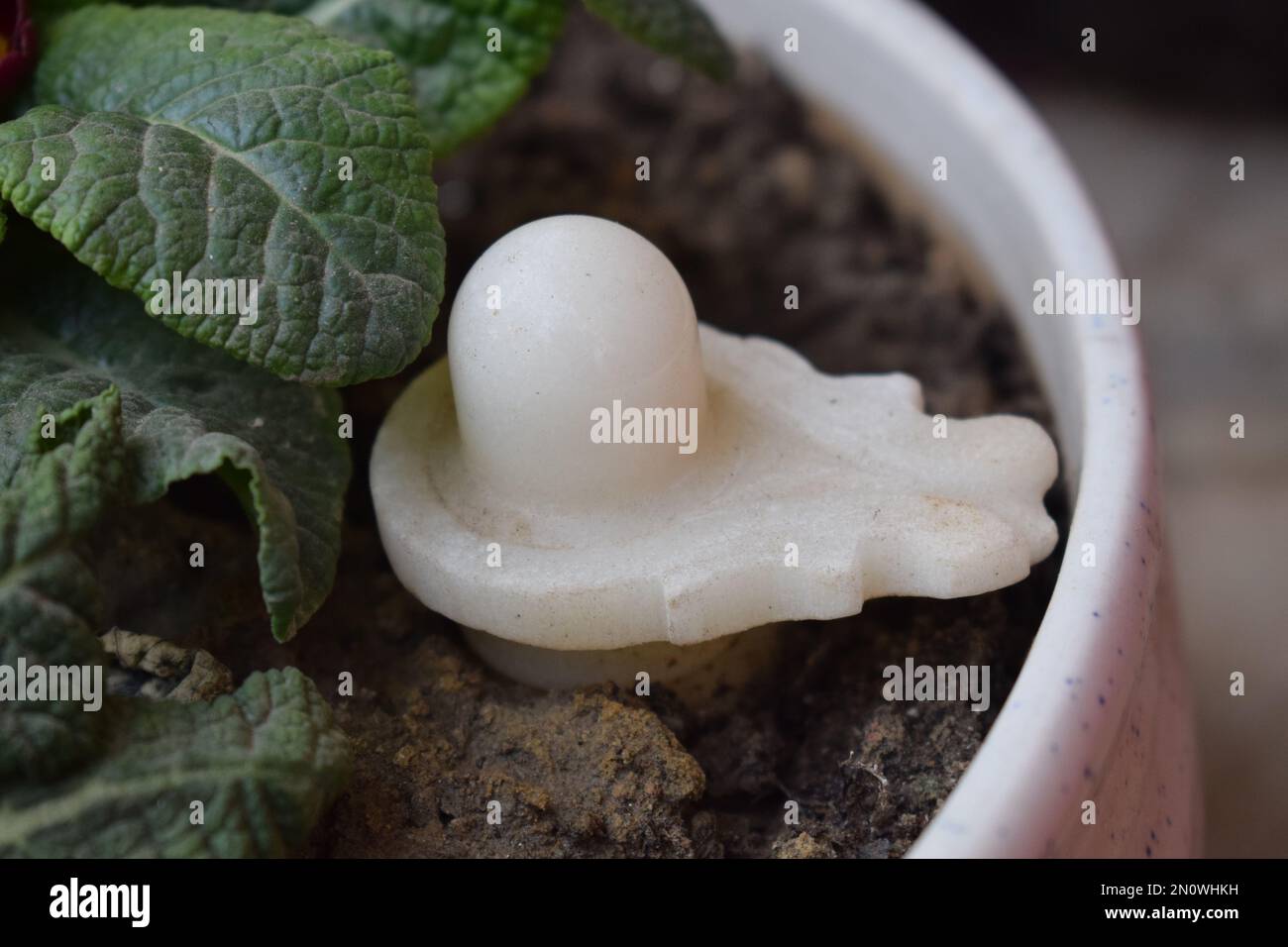 Primo piano di un oggetto decorativo bianco nel terreno del vaso Foto Stock