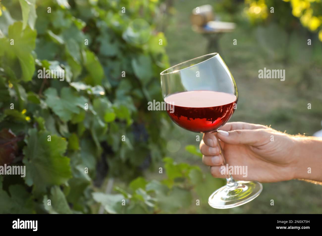 Uomo che tiene un bicchiere di vino in vigna, primo piano Foto stock - Alamy