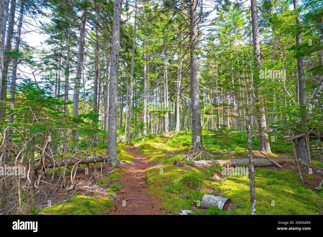 Tranquillo sentiero attraverso una foresta costiera nella riserva costiera di Thomas Cove in Nuova Scozia Foto Stock