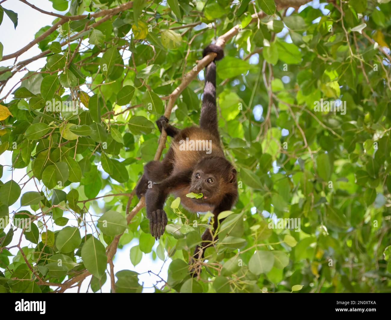 Una giovane scimmia urlatrice pende dalla sua coda prehensile mentre mangia le foglie di un albero Foto Stock