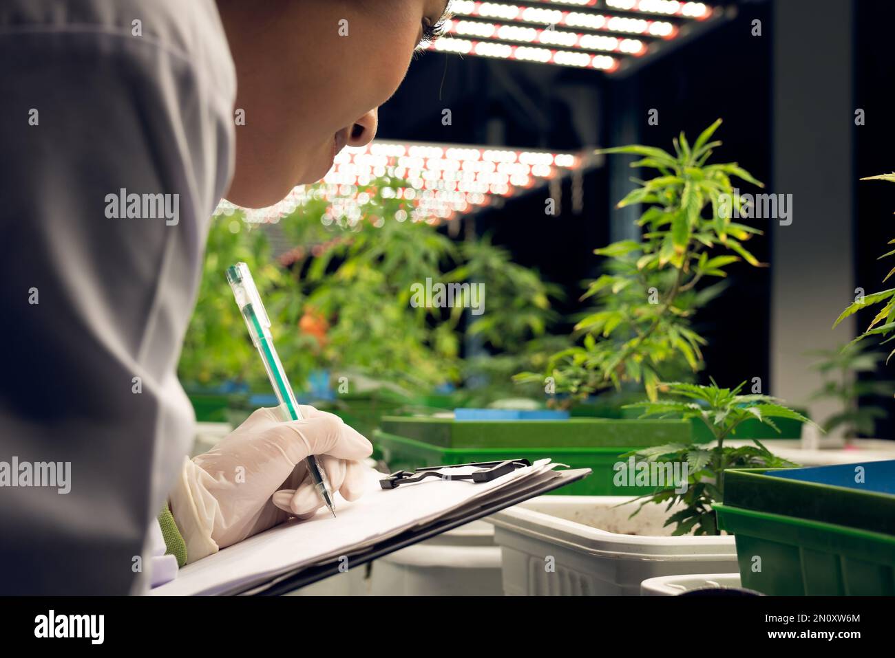 Le scienziate femminili ricercassero e registrano i dati delle piante di cannabis gratificanti nel vaso. Crescere la struttura per la fattoria di canapa di cannabis al coperto per l'alta qualità Foto Stock