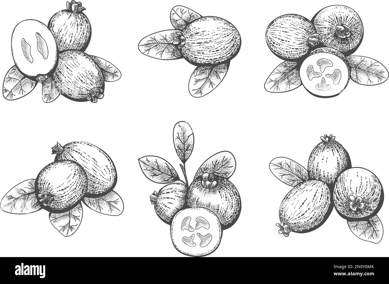 Incisione feijoa sellowiana Illustrazione Vettoriale