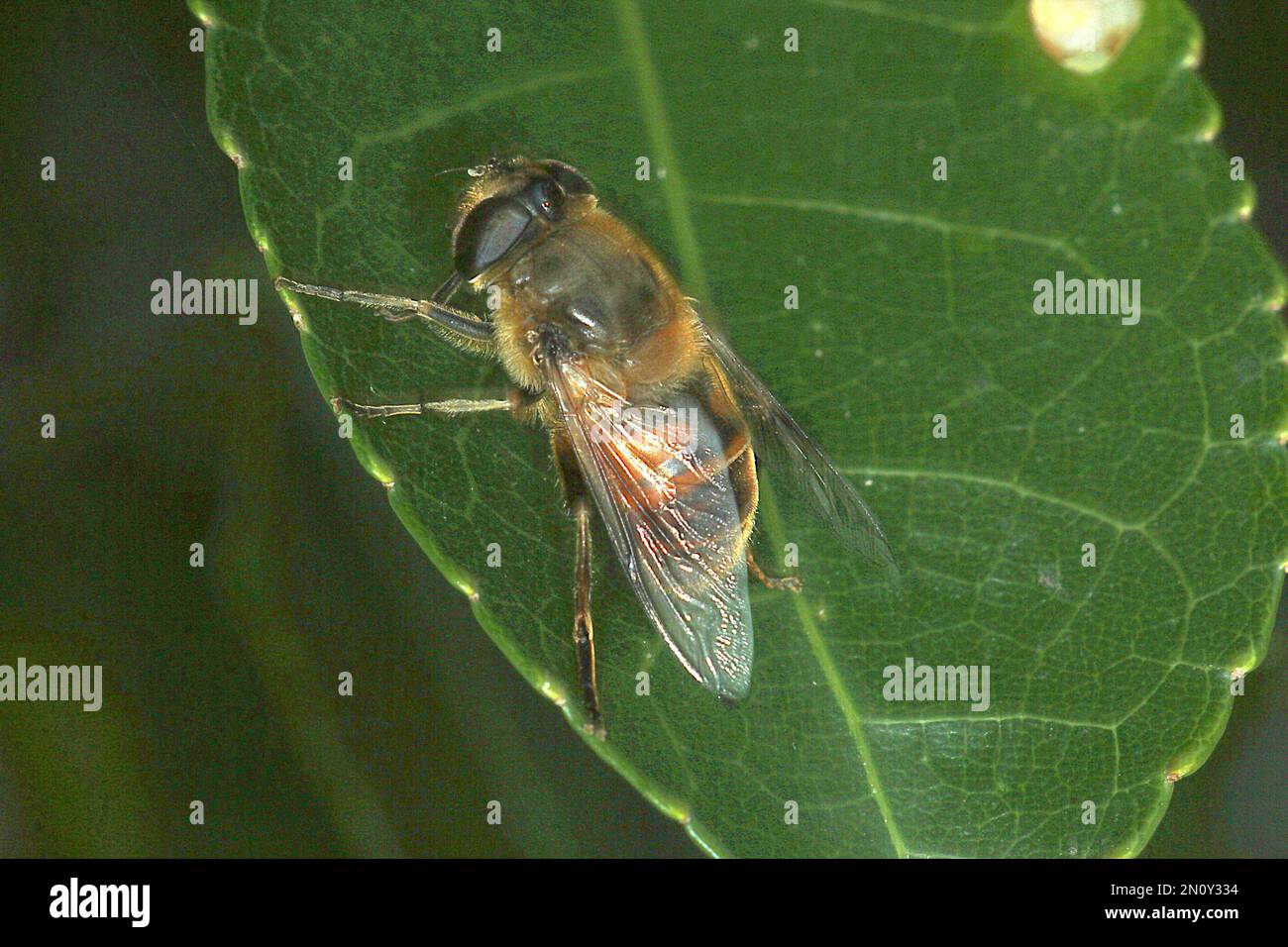 Drone Fly (Eristalis tenax) Foto Stock