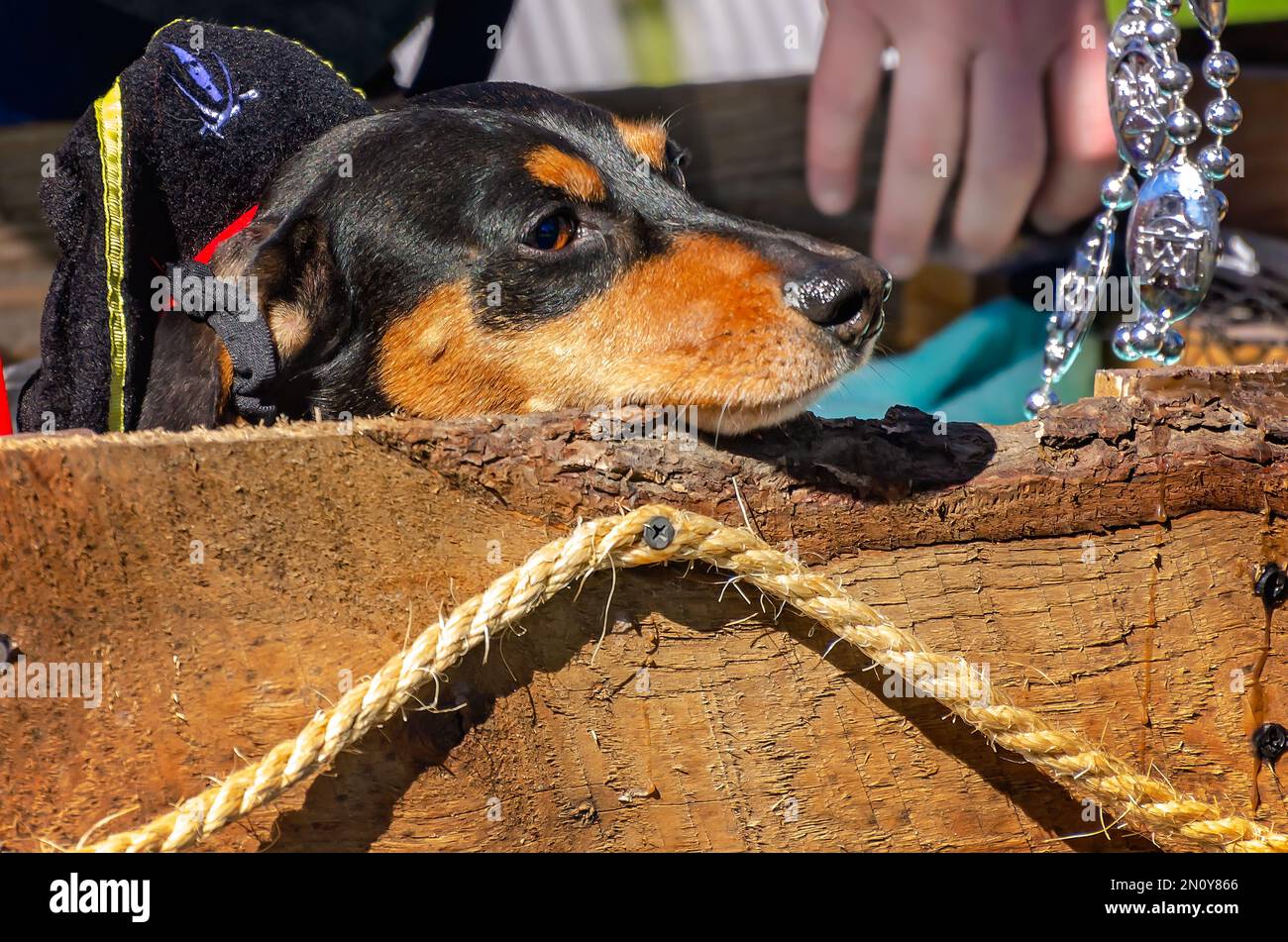 Un Dachshund cavalca in un carro del Mardi Gras durante la parata Mystic Krewe of Salty Paws Mardi Gras, 4 febbraio 2023, a Dauphin Island, Alabama. Il tema o Foto Stock