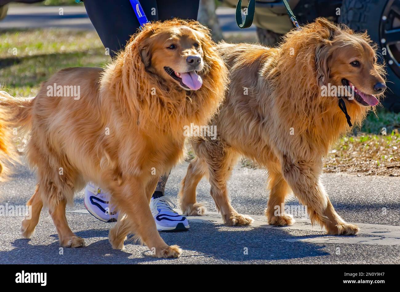 Bambino ragazza vestita in Lion vestito carnevale isolati su sfondo bianco.  Baby Zodiaco - segno del Leone. Il concetto di infanzia e Foto stock - Alamy