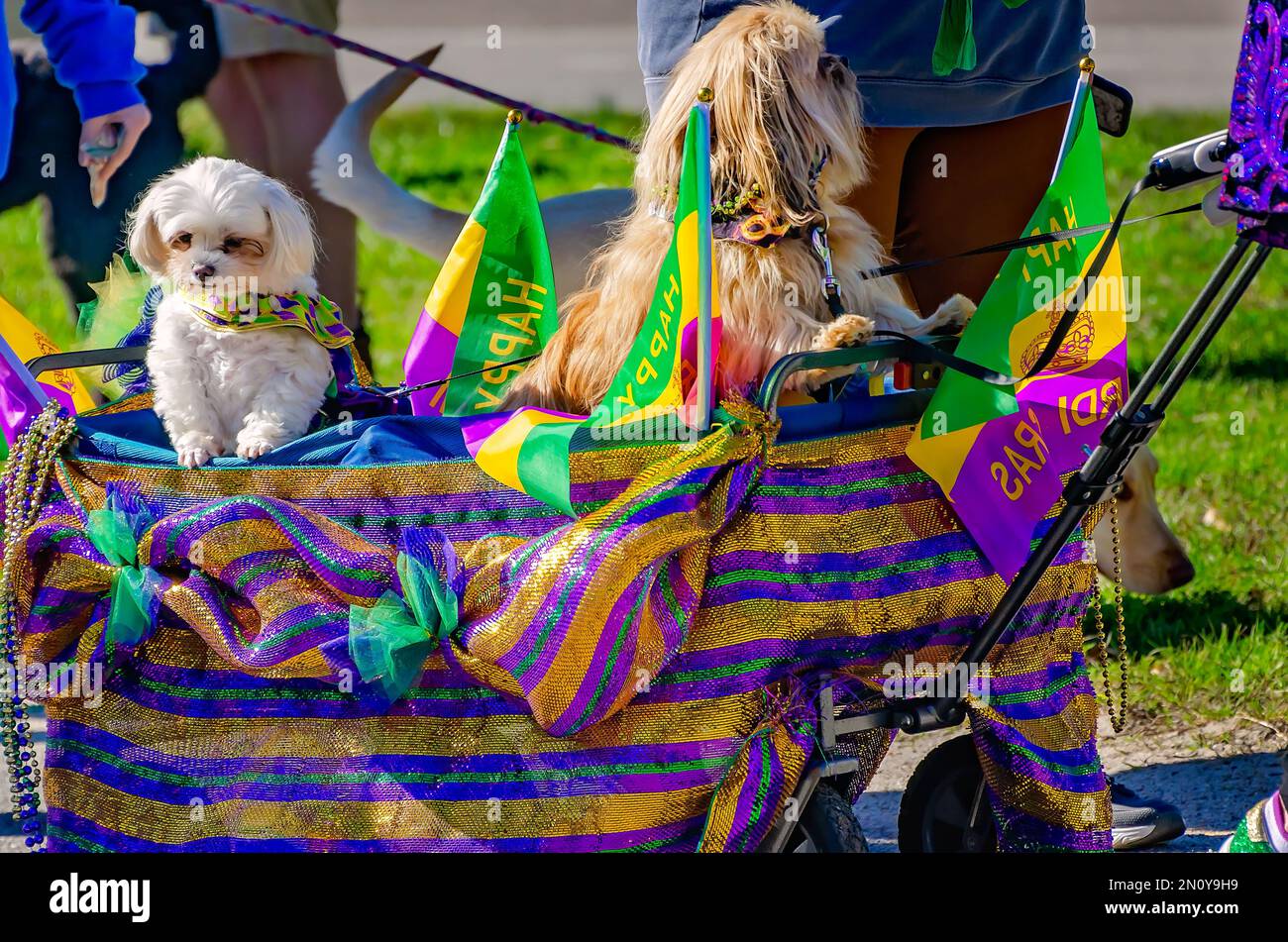 I cani vestiti in costume cavalcano in un carro durante la parata Mystic Krewe of Salty Paws Mardi Gras, 4 febbraio 2023, a Dauphin Island, Alabama. Foto Stock