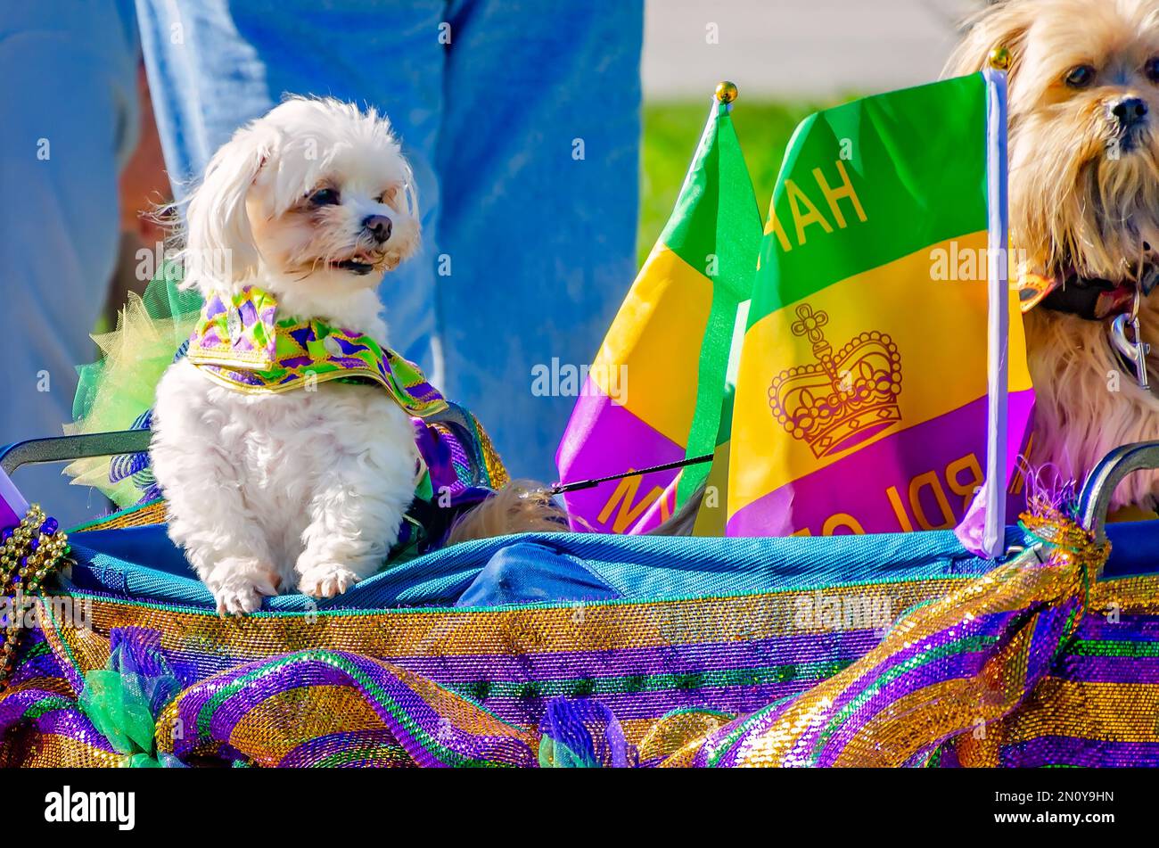 I cani vestiti in costume cavalcano in un carro durante la parata Mystic Krewe of Salty Paws Mardi Gras, 4 febbraio 2023, a Dauphin Island, Alabama. Foto Stock