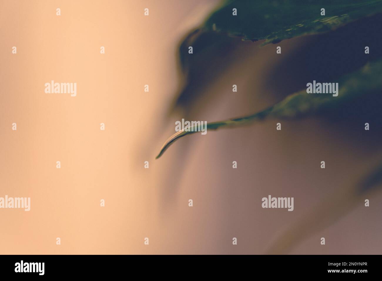 un pomeriggio piovoso con foglie che raccolgono la rugiada e riflettono sui giorni passati e guardando a nuovi giorni di sole a venire Foto Stock