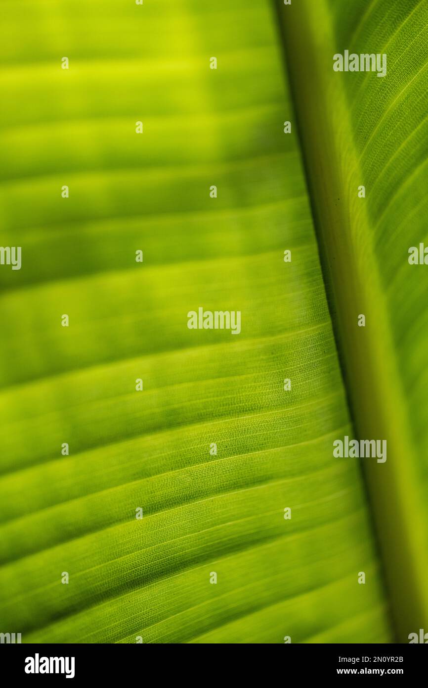 macro chiudi profondità di campo limitata immagine verticale di un uccello di paradiso illuminato dal sole foglia tropicale appena aperta Foto Stock