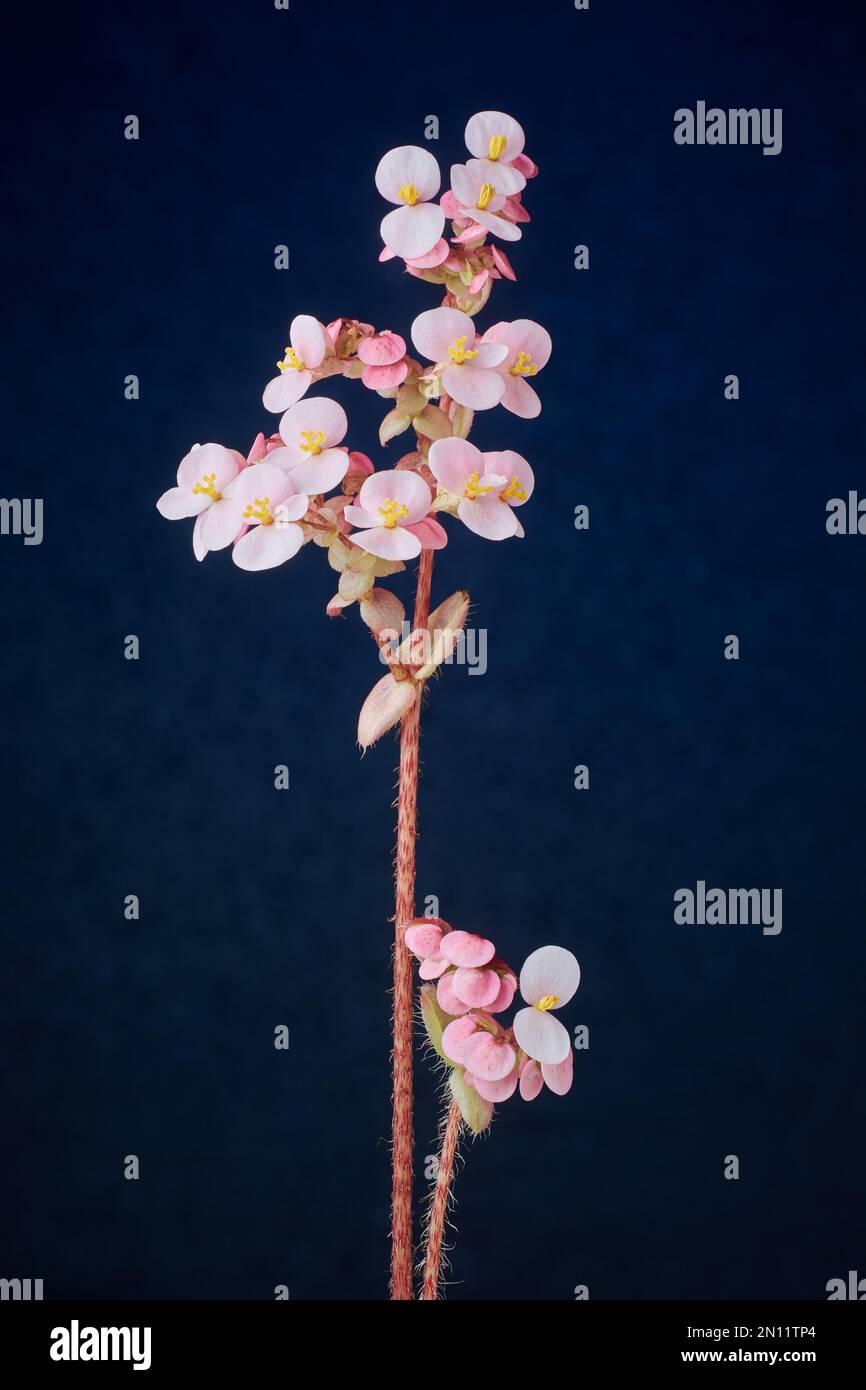 oxalis pianta fiore, comunemente chiamato legno sorgo o falso shamrock pianta, trifoglio come foglie e bianco dainty pianta fioritura isolato Foto Stock