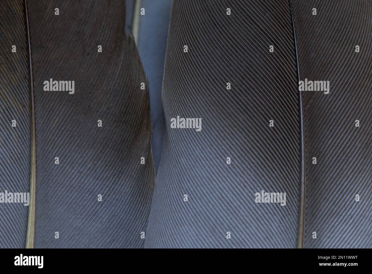 Primo piano marrone, grigio, piume in full frame, texture, sfondo. Foto Stock