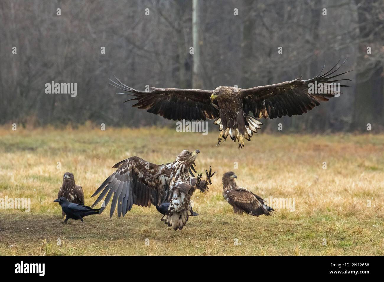 XJaquila dalla coda bianca (Haliaeetus albicilla) in combattimento aereo, Polonia, Europa Foto Stock