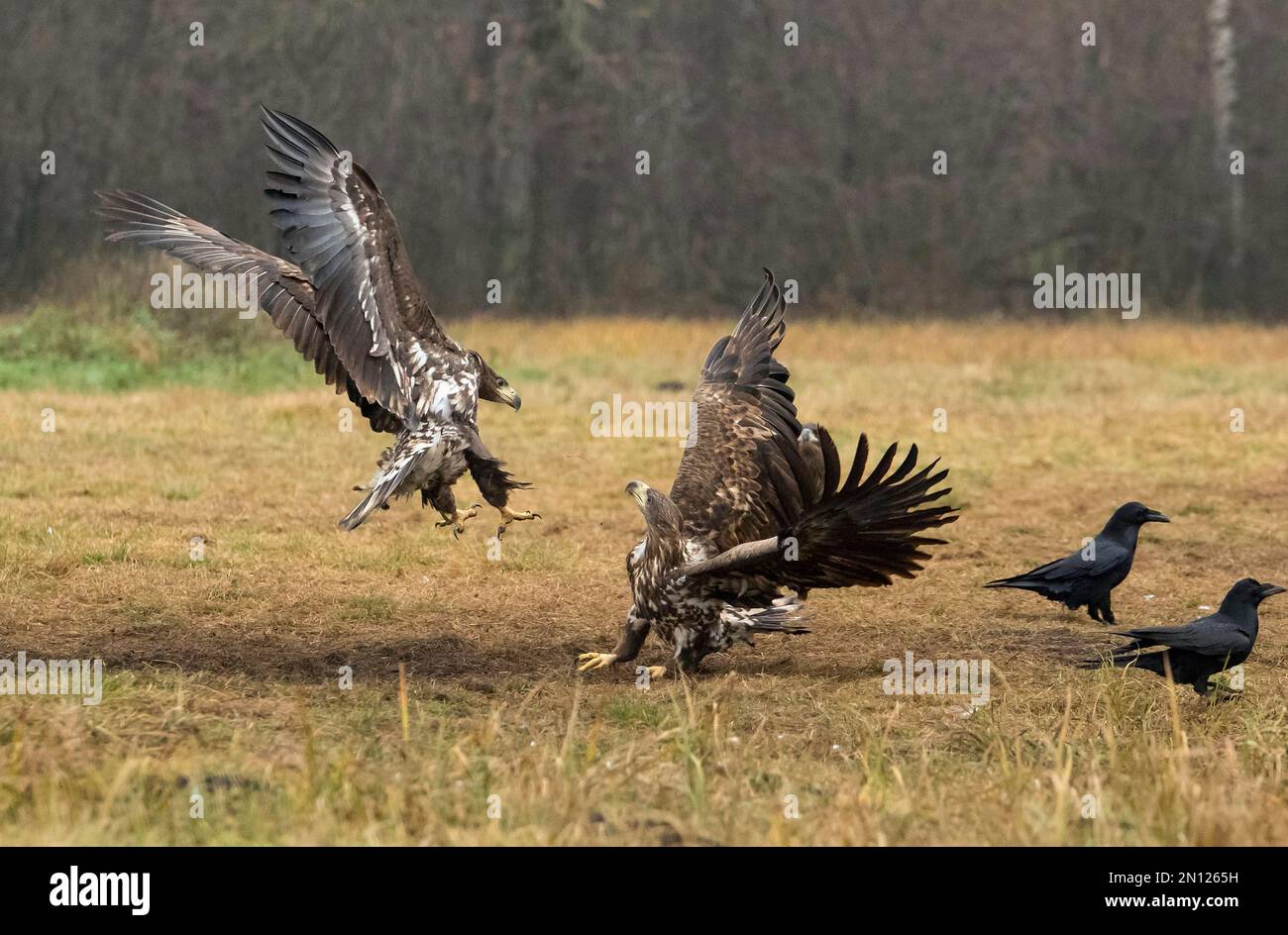 XJaquila dalla coda bianca (Haliaeetus albicilla) in combattimento aereo, Polonia, Europa Foto Stock