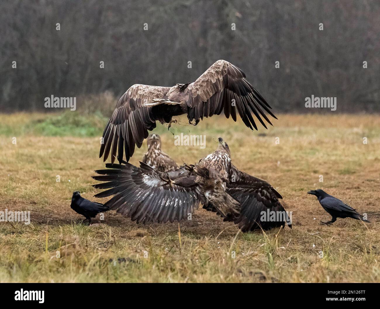 XJaquila dalla coda bianca (Haliaeetus albicilla) in combattimento aereo, Polonia, Europa Foto Stock