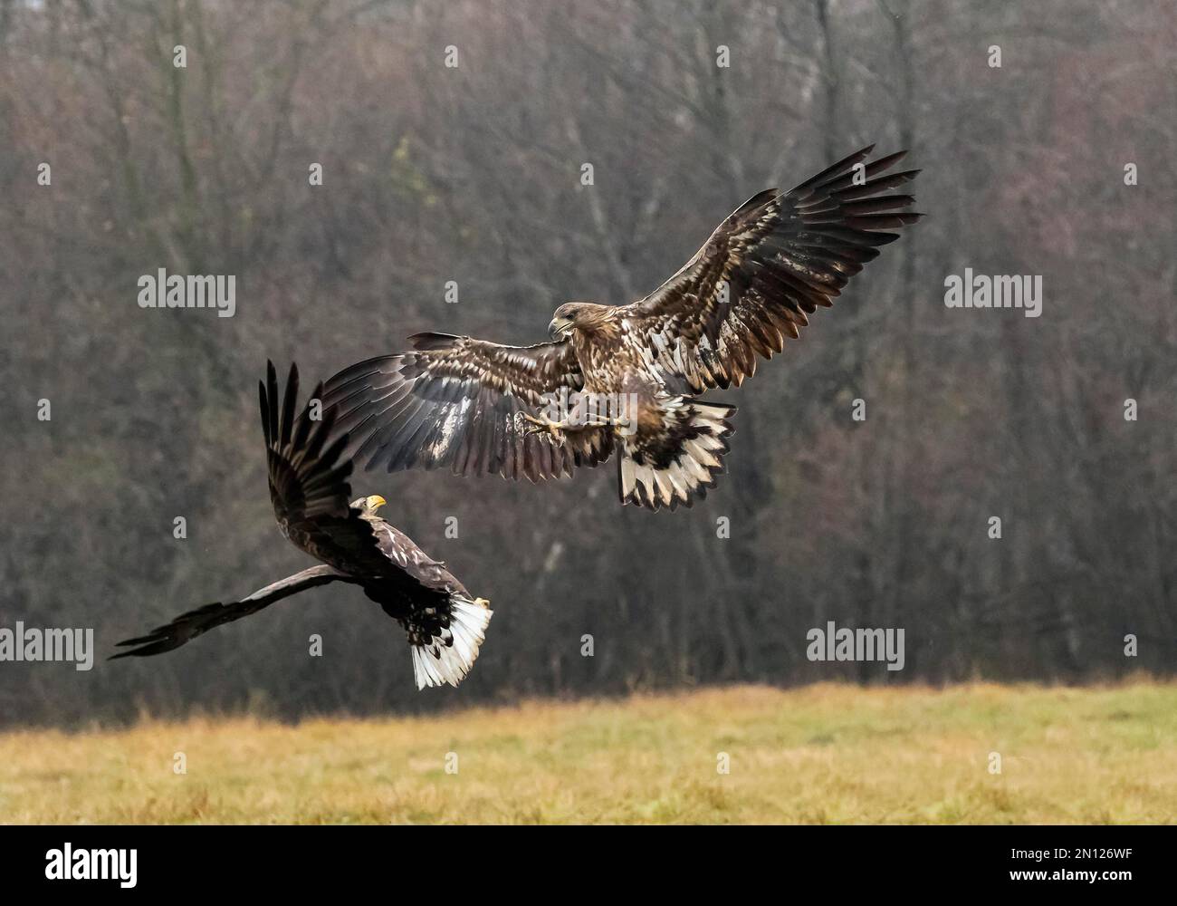 XJaquila dalla coda bianca (Haliaeetus albicilla) in combattimento aereo, Polonia, Europa Foto Stock