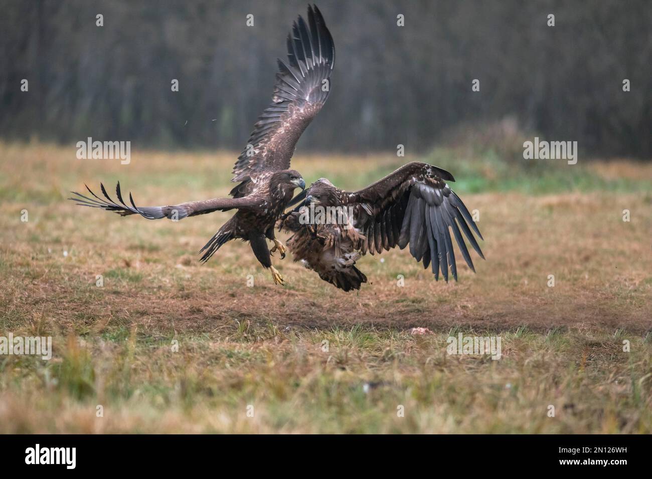 XJaquila dalla coda bianca (Haliaeetus albicilla) in combattimento aereo, Polonia, Europa Foto Stock