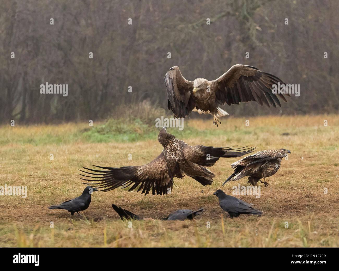 XJaquila dalla coda bianca (Haliaeetus albicilla) in combattimento aereo, Polonia, Europa Foto Stock