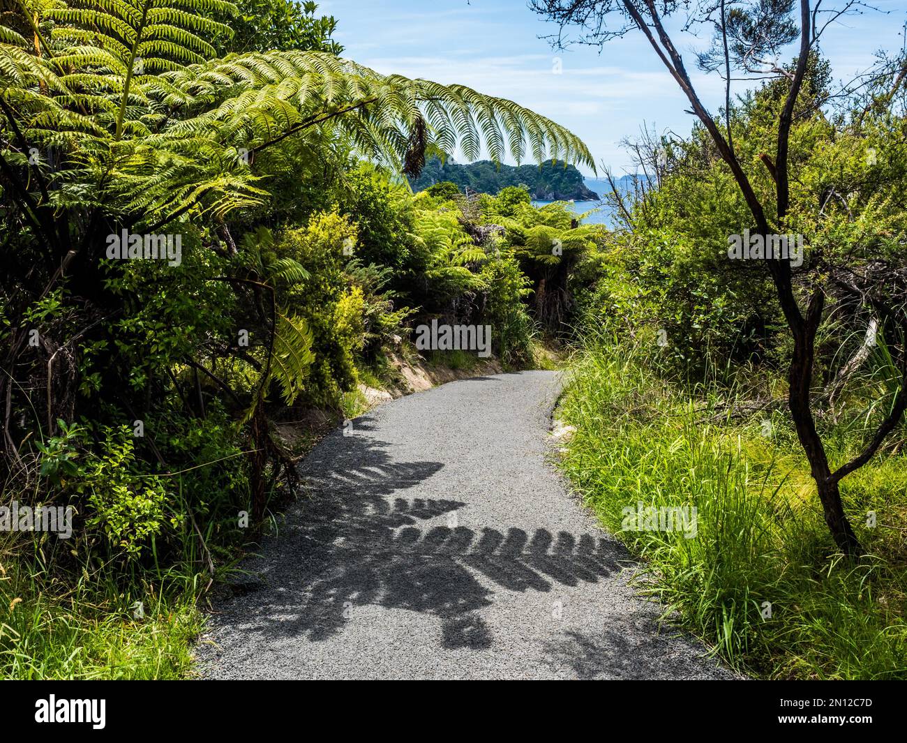 Cathedral Cove Walk, Cathedral Cove Marine Reserve, Hahei, Penisola di Coromandel, Isola del Nord, Nuova Zelanda, Oceania Foto Stock