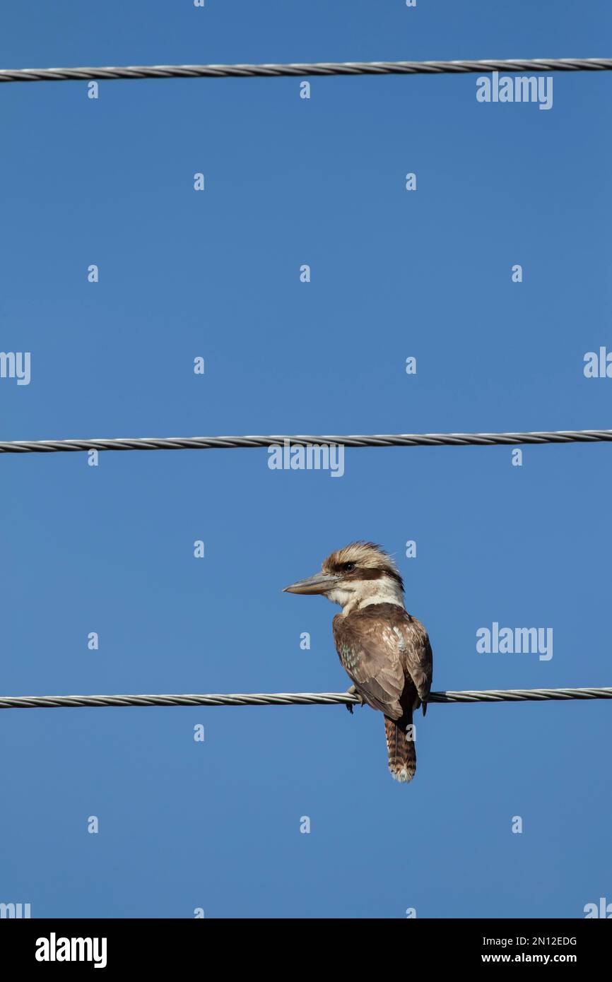 Ride kookaburra (Dacelo novaeguineae) uccello adulto seduto su telegrafo fili, Kennett fiume, Victoria, Australia, Oceania Foto Stock