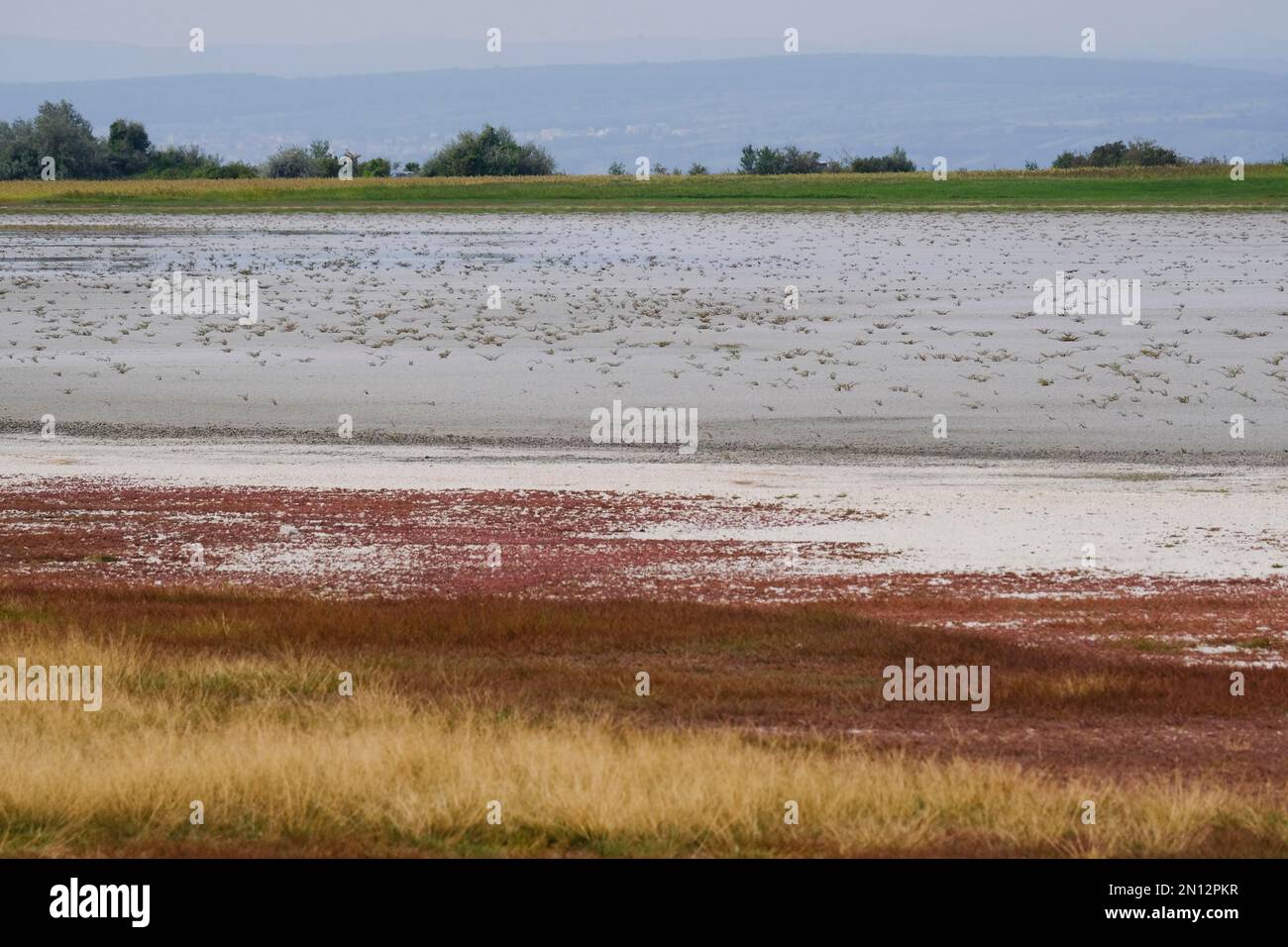 Purea di sale in tarda estate, Parco Nazionale del Lago Neusiedl, Burgenland, Austria, Europa Foto Stock