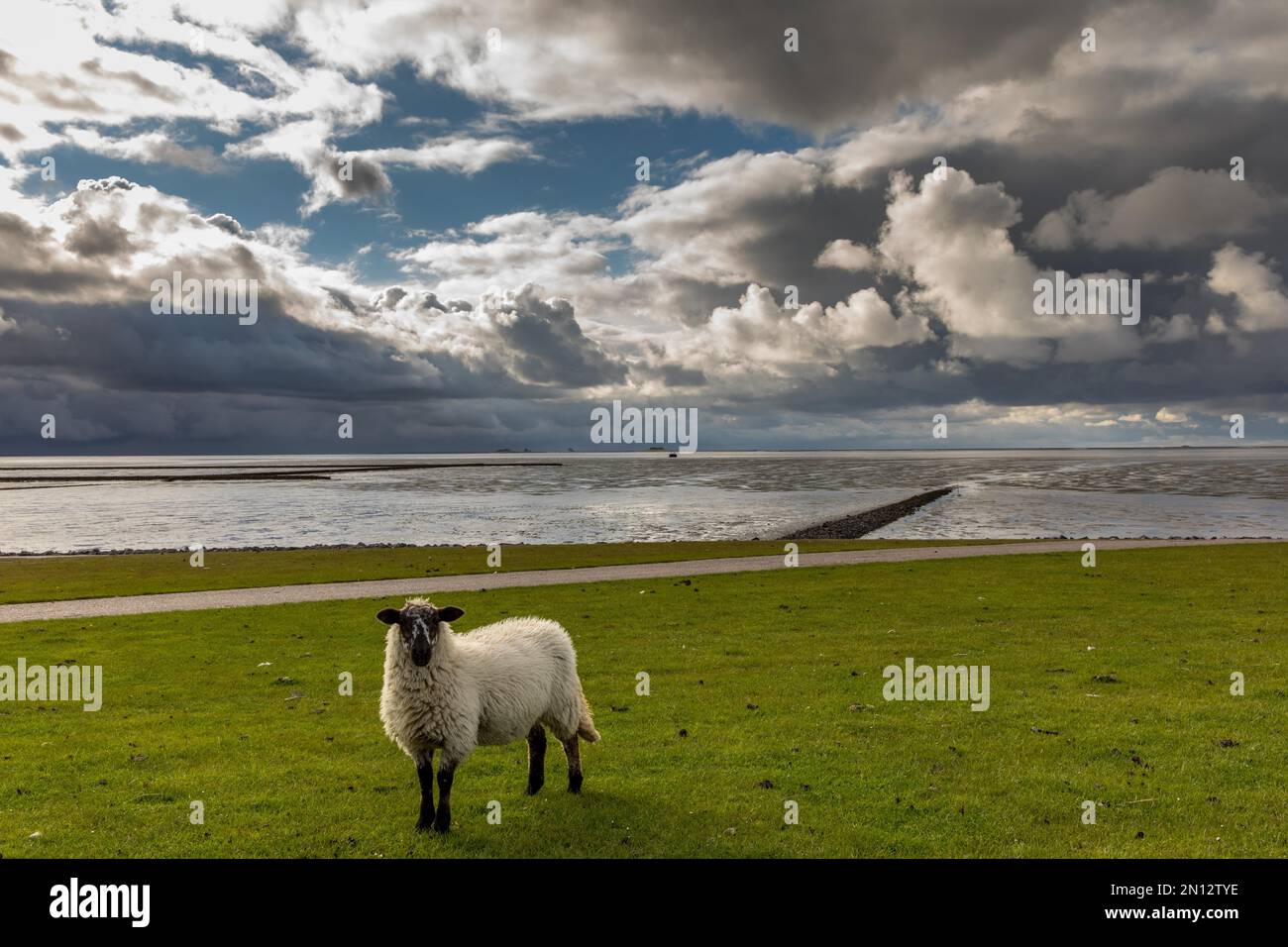 Cielo drammatico con pecore da dike a Holmersiel sulla penisola di Nordstrand, Frisia del Nord, Schleswig Holstein, Germania, Europa Foto Stock