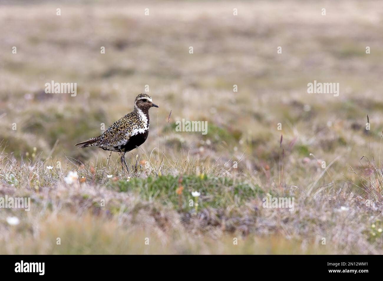 Il plover d'oro eurasiatico (Pluvialis albicaria) è in erba, Tundra, Islanda, Europa Foto Stock