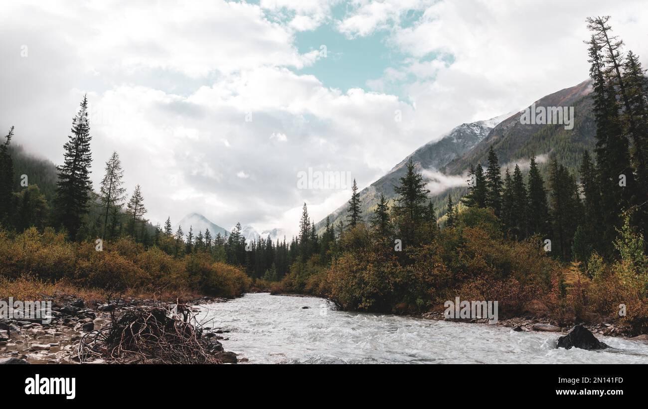 Un tronco secco con radici nell'acqua di un fiume alpino su pietre nelle montagne Altai sotto un cielo nuvoloso dopo la pioggia con nebbia nella mattina d'autunno. Foto Stock