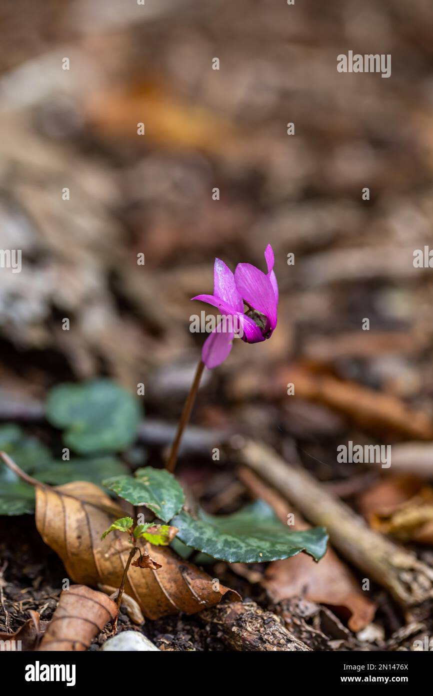 Ciclamino purpurascens fiore che cresce nella foresta, primo piano Foto Stock
