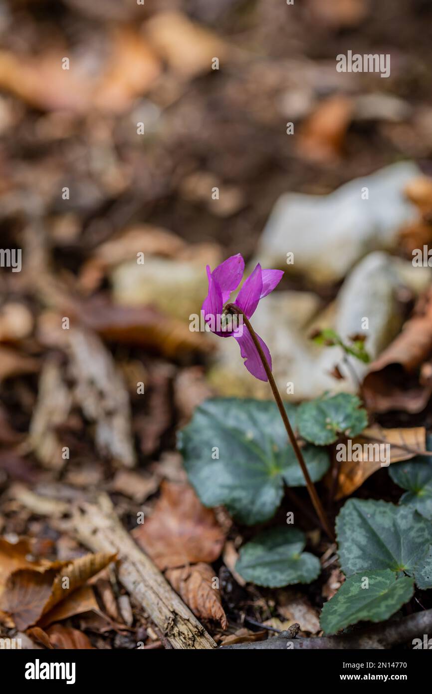 Ciclamino purpurascens fiore che cresce nella foresta, primo piano Foto Stock
