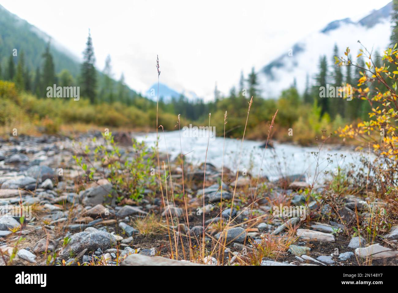 Erba secca vicino ad un fiume alpino con onde contro una riva di pietra e una montagna con una foresta di abete rosso dopo una pioggia al mattino ad Altai. Foto Stock