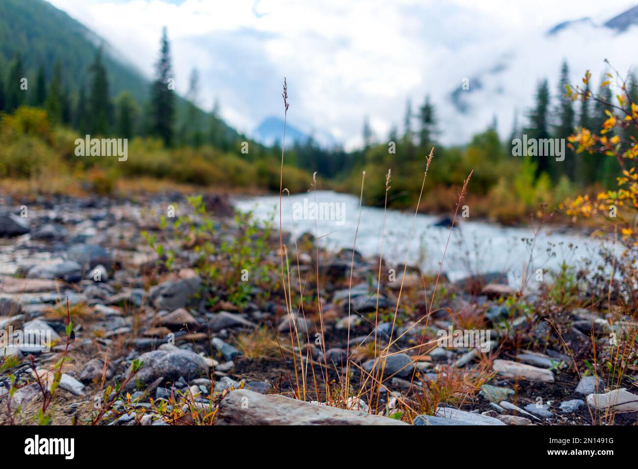 Erba secca nei pressi di un fiume alpino con onde contro una riva di pietra e una montagna con una foresta di abete rosso dopo la pioggia e la nebbia al mattino ad Altai. Foto Stock