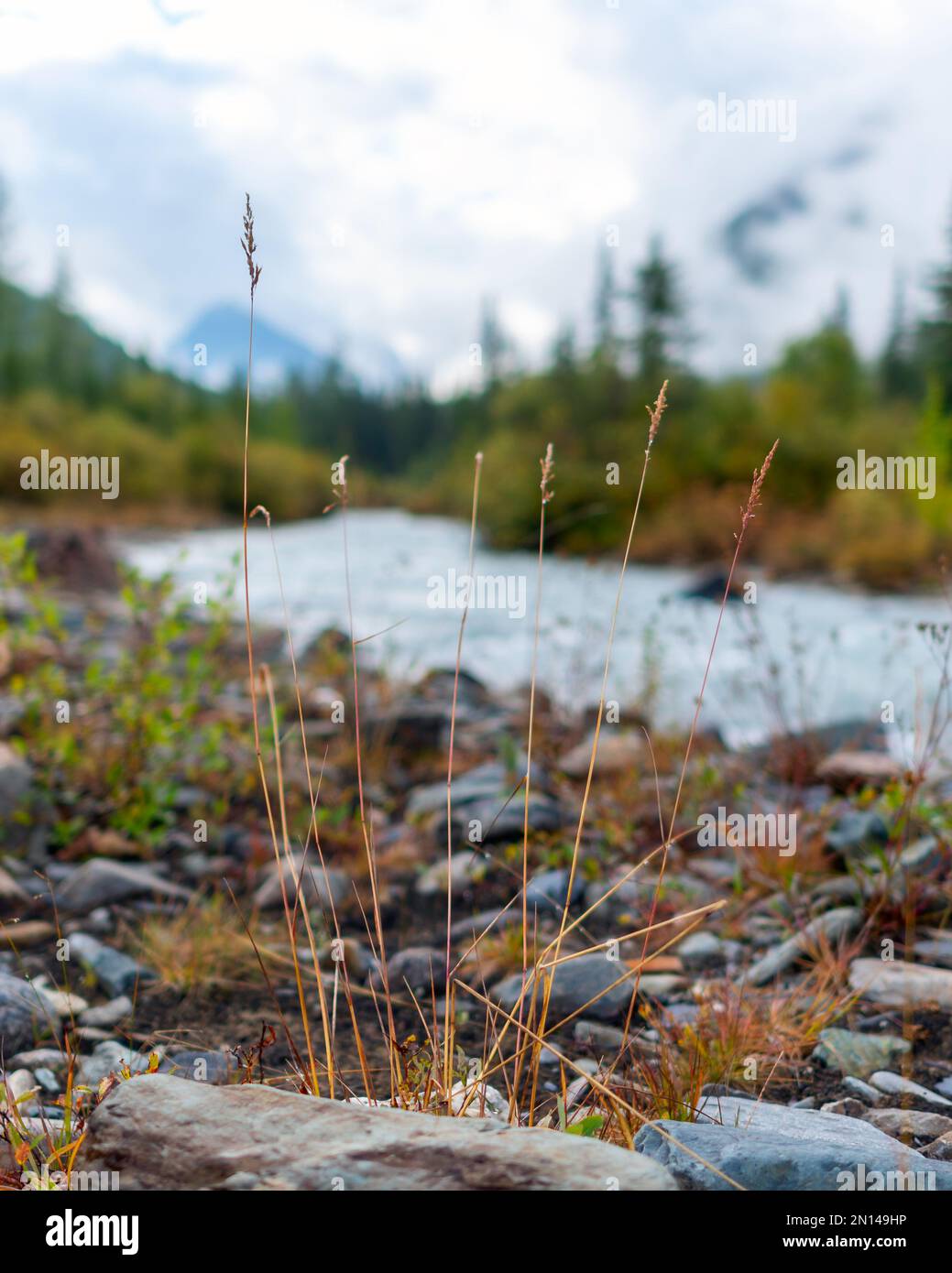 Erba secca autunnale sulle pietre di un fiume alpino secco sullo sfondo di foreste e rocce con neve e ghiacciai ad Altai al mattino. Foto Stock