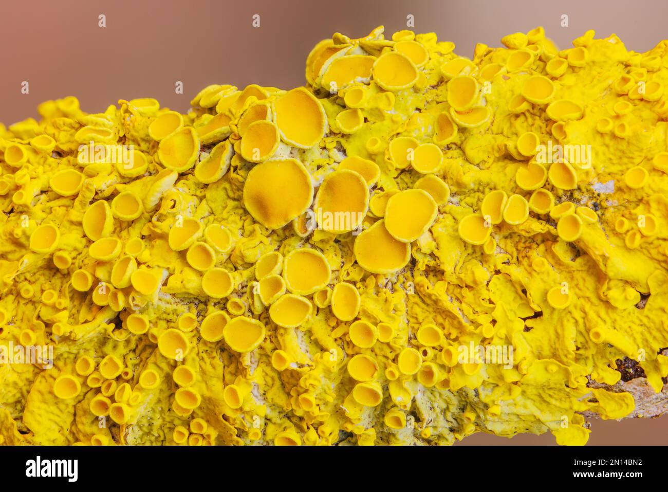 Giallo marinare Sunburst lichen - Xantoria parietina - sfondo Foto Stock
