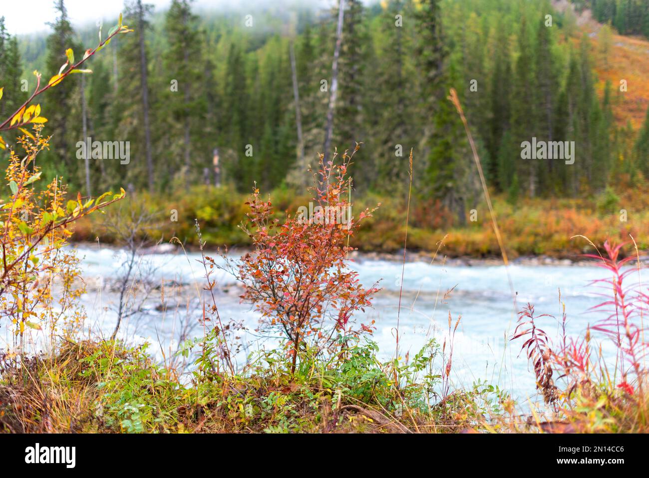 Erba secca con cespugli su pietre vicino al fiume alpino Shavla sullo sfondo della riva con una foresta di abete rosso sulla montagna dopo la pioggia nel Foto Stock