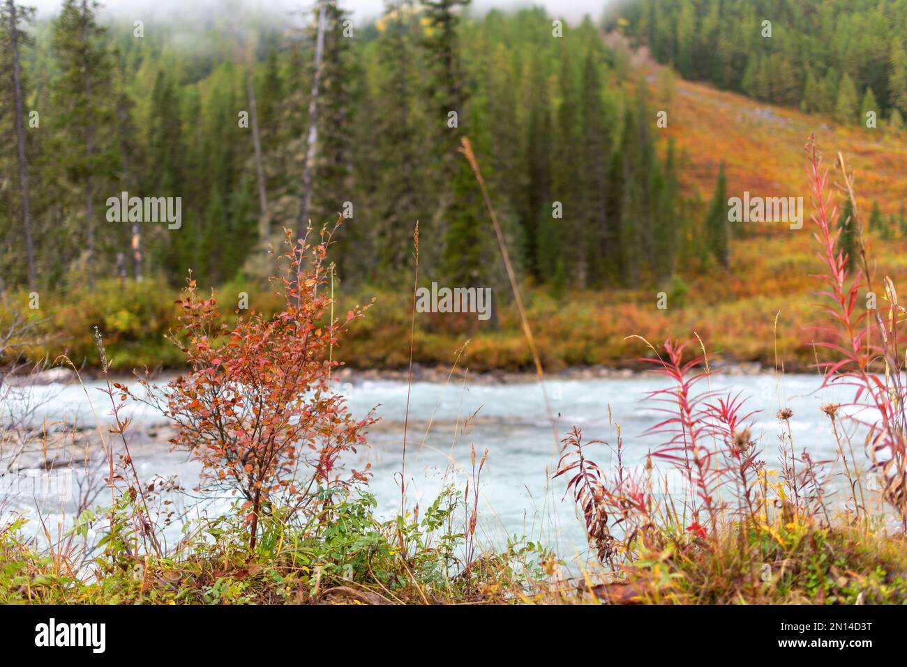 Erba secca con cespugli su pietre vicino al fiume alpino Shavla sullo sfondo di una riva con una foresta di abete rosso su una montagna dopo la pioggia nel morno Foto Stock