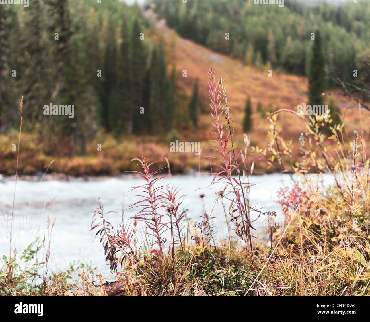 Erba secca con cespugli su pietre vicino al fiume alpino Shavla sullo sfondo della riva con una foresta di abete rosso sulla montagna al mattino in Foto Stock