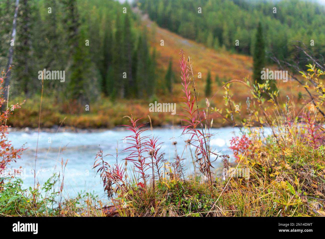 Erba secca con cespugli su pietre vicino al fiume alpino Shavla sullo sfondo di una riva con una foresta di abete rosso su una montagna al mattino in alta Foto Stock