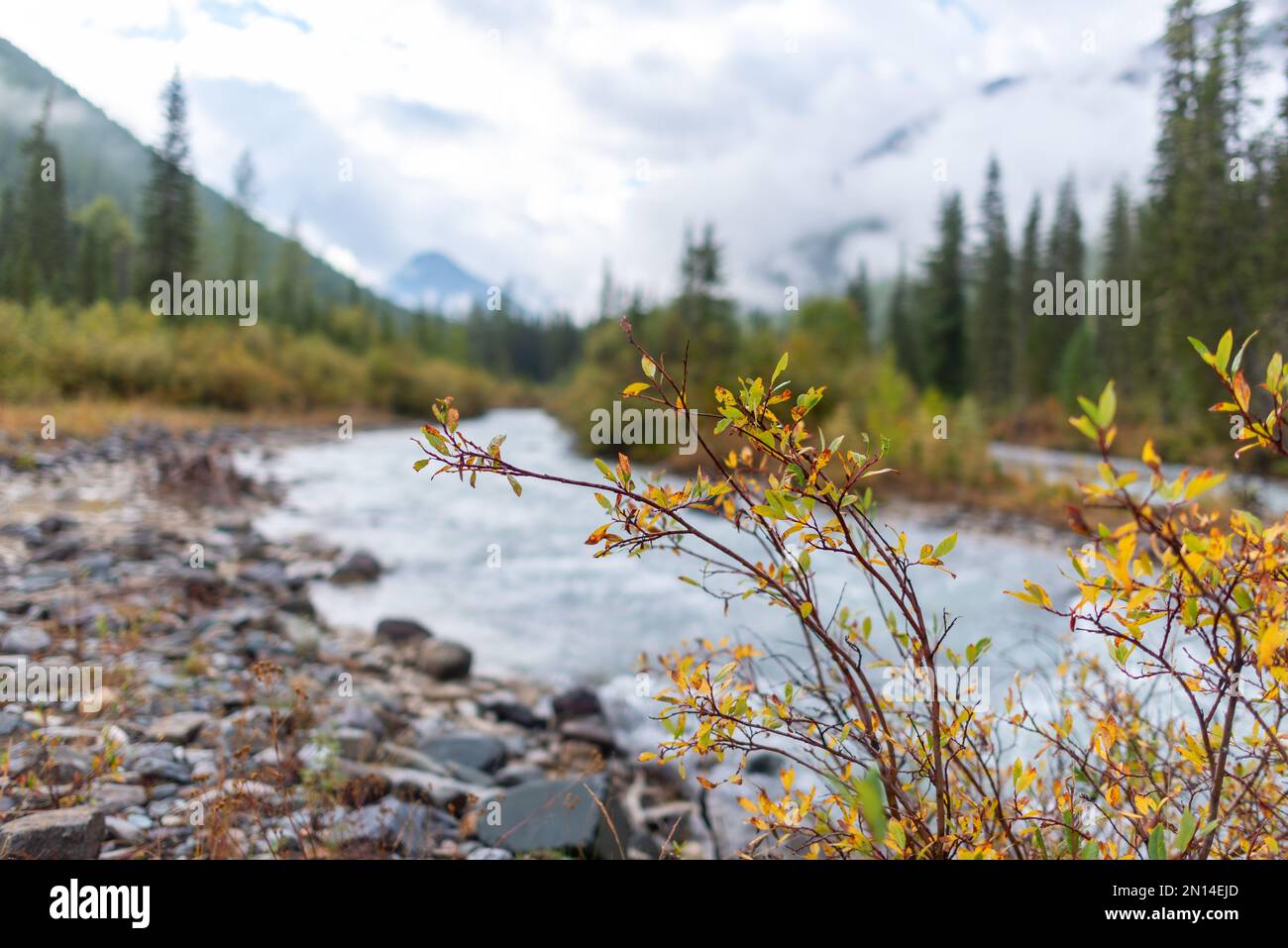 Cespugli autunnali su pietre vicino al fiume alpino Shavla sullo sfondo della riva con una foresta di abete rosso e nebbia al mattino ad Altai Foto Stock