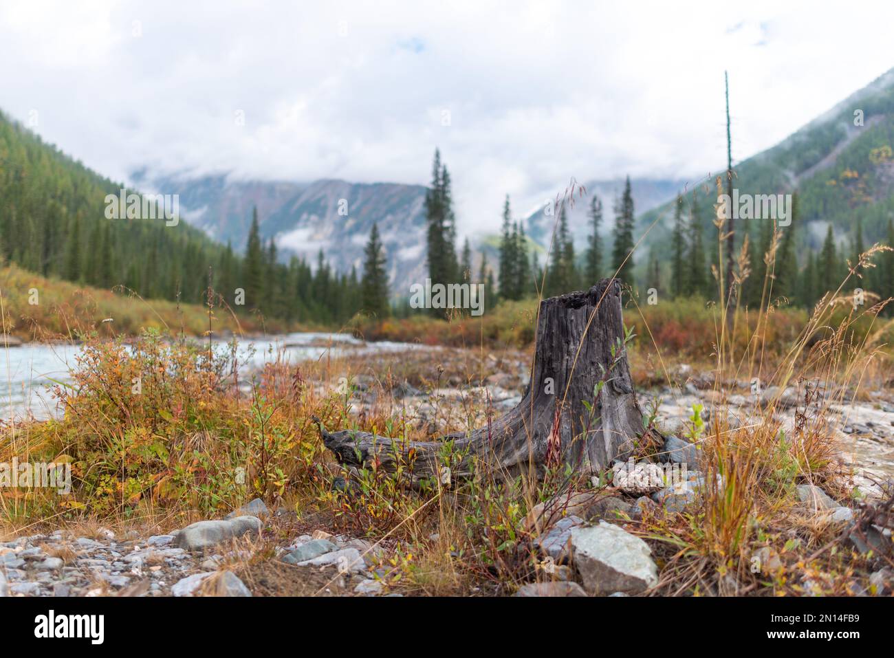 Grumo con gocce di rugiada vicino al fiume Shavla e erba dopo la pioggia sulle rocce in montagna al mattino con nebbia in una foresta di abete rosso ad Altai. Foto Stock